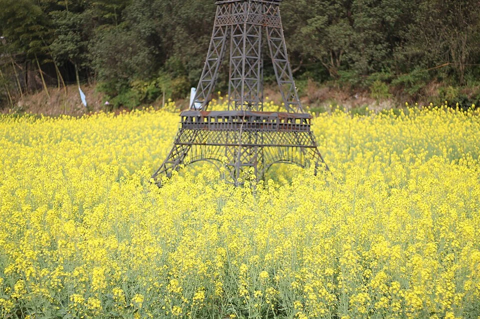 Tour dans un champ de colza — Lishui
